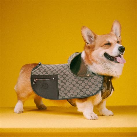 gucci biancaneve that's it pet|gucci dog accessories.